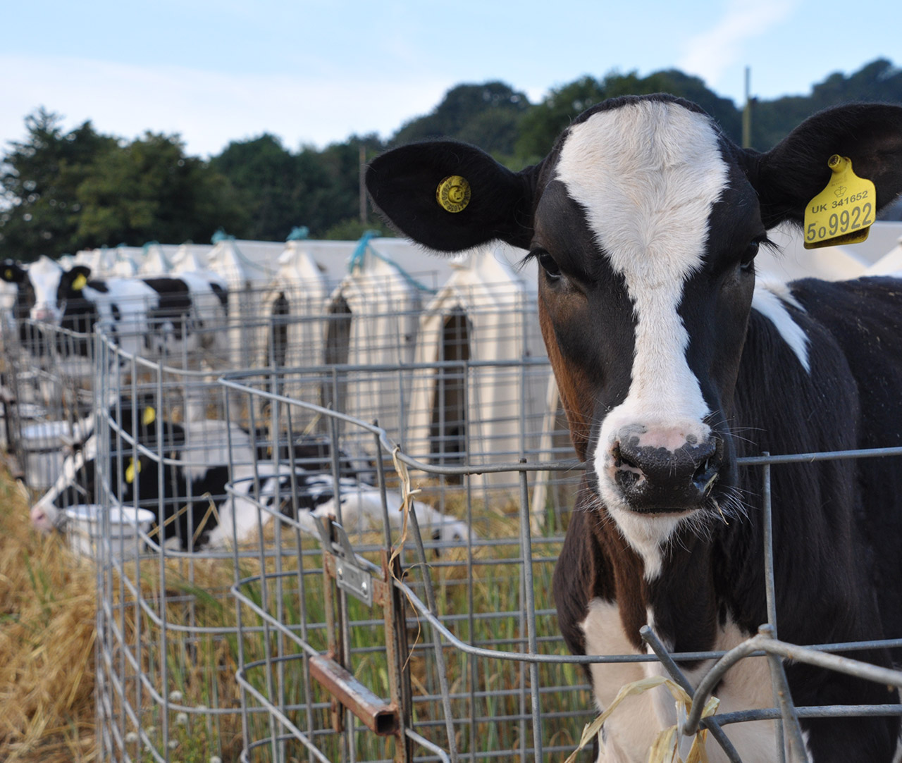 Sky,Plant,Tree,Fence,Grass,Dairy cow,Landscape