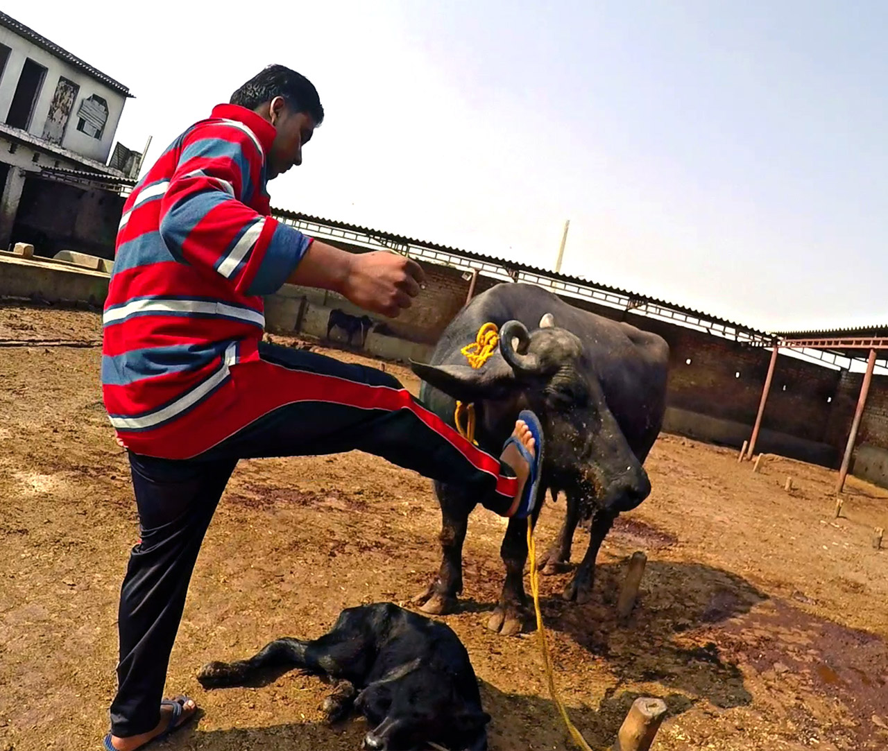 Man kicking a buffalo on the face
