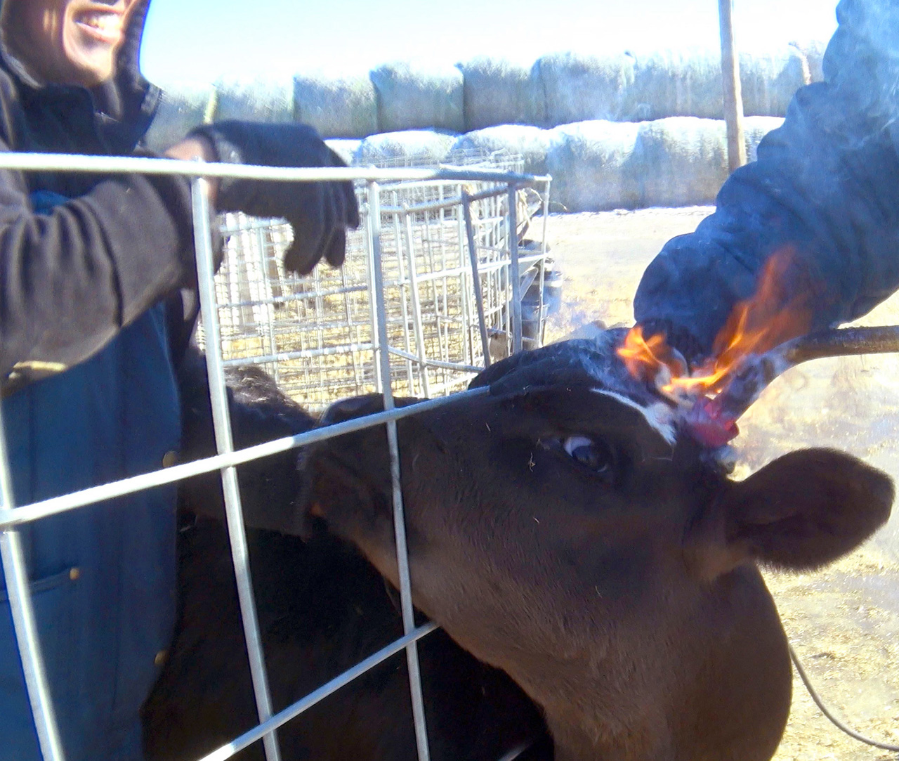 Natural environment,Mammal,Fence,Dairy cow,Landscape,Snout,farmed animal