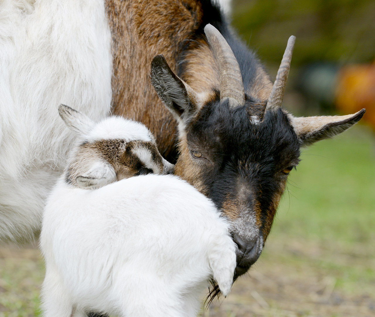 Baby goat with his mother