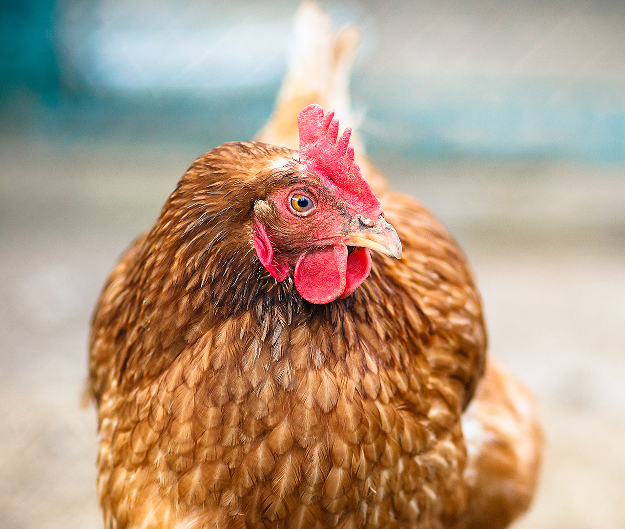 Hen