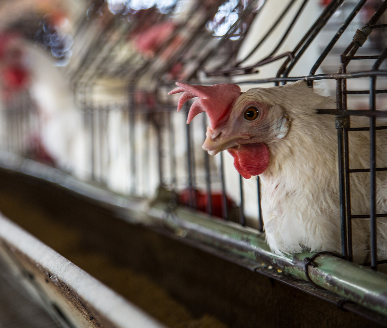 Bird,Chicken,Beak,Comb,Feather,farmed animal
