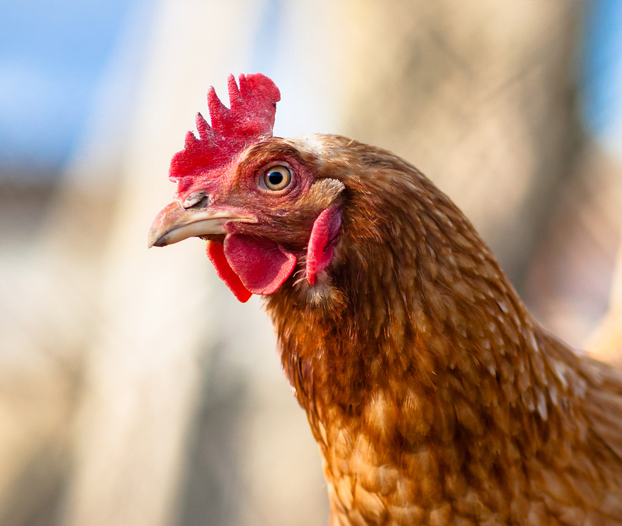 Close up of hen