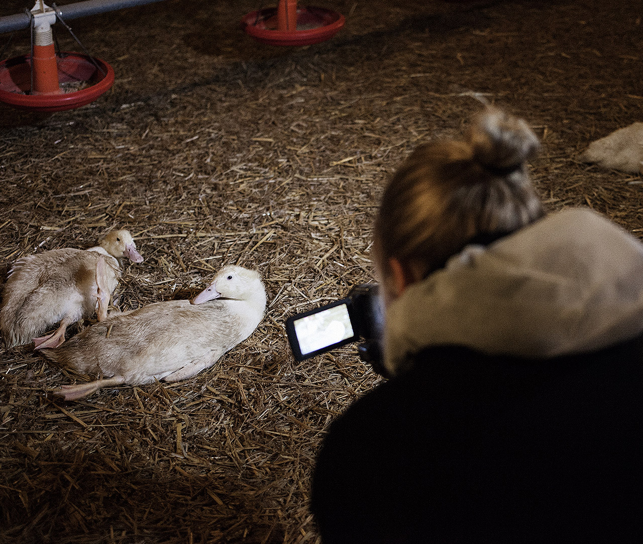 Investigator filming a lame duck