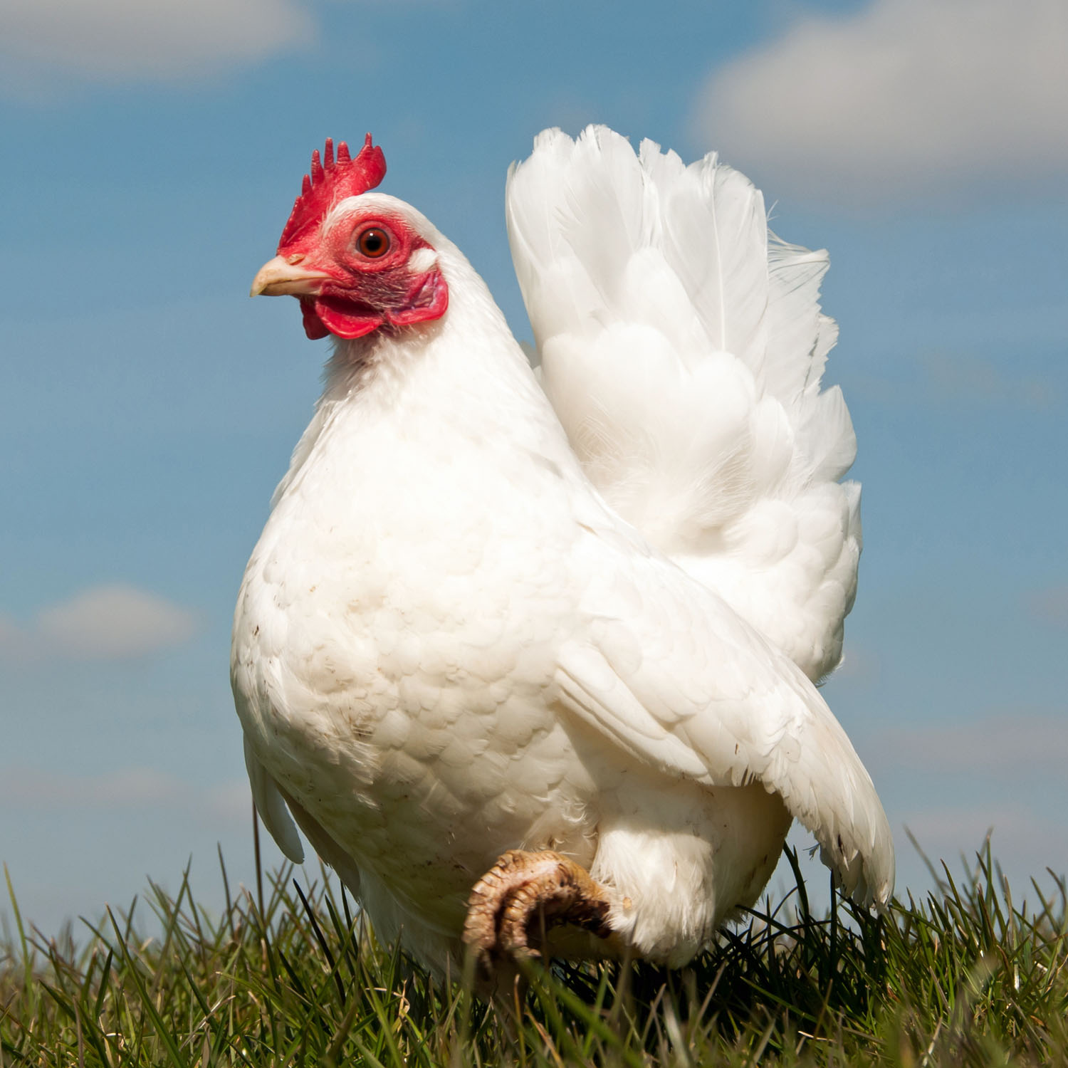 Sky,Bird,Comb,Chicken,Natural environment,Beak
