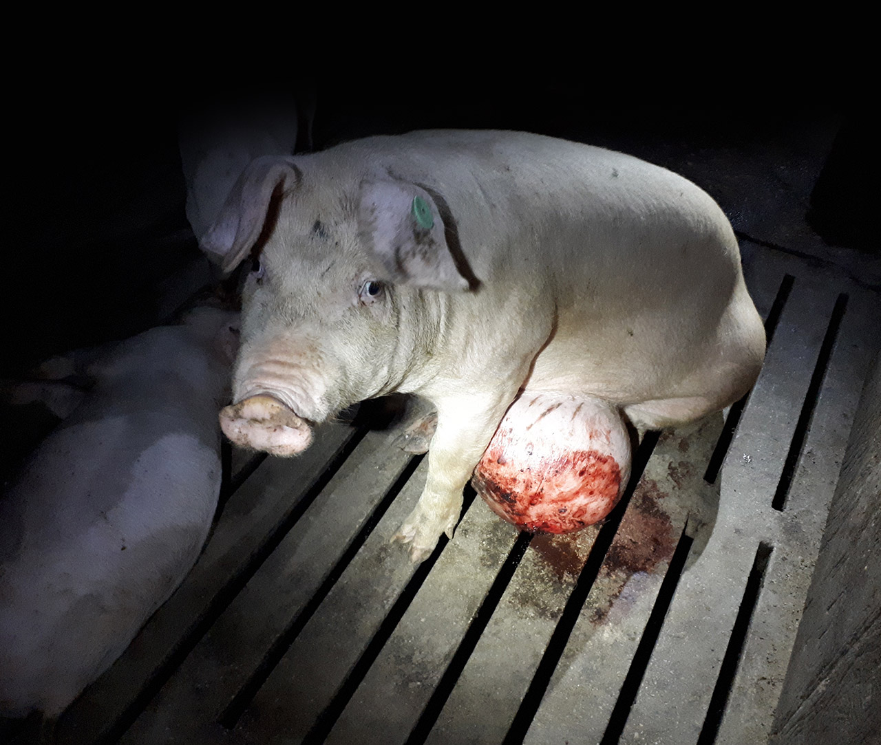 Pig with big bleeding hernia