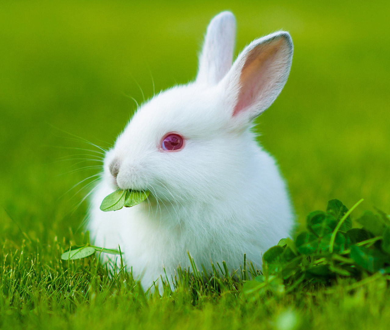 Baby rabbit eating plants