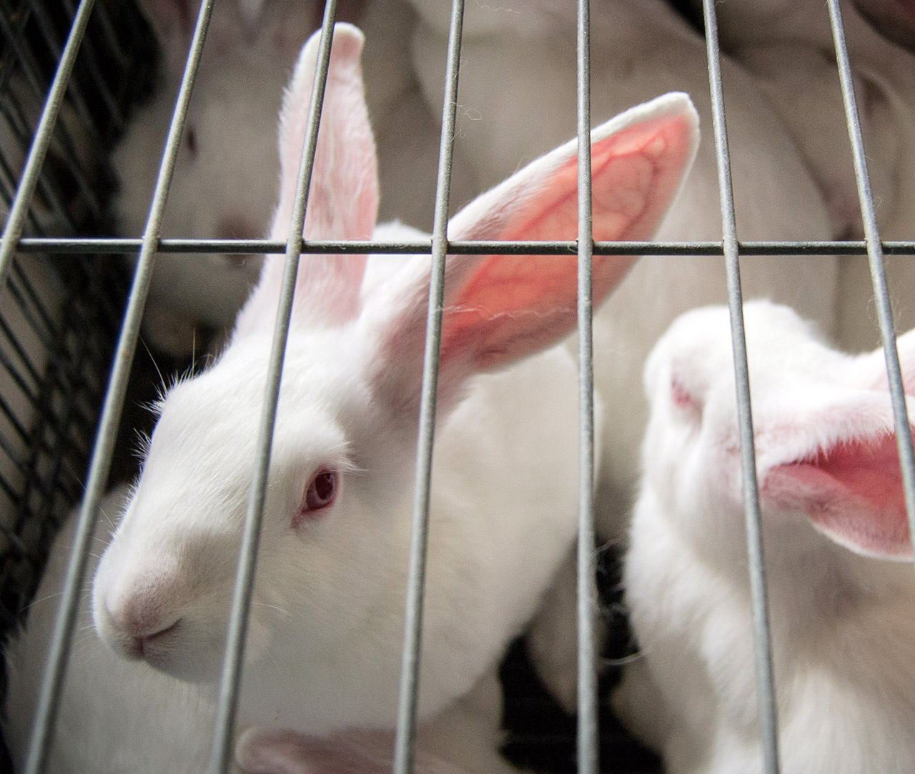 Rabbits in a cage