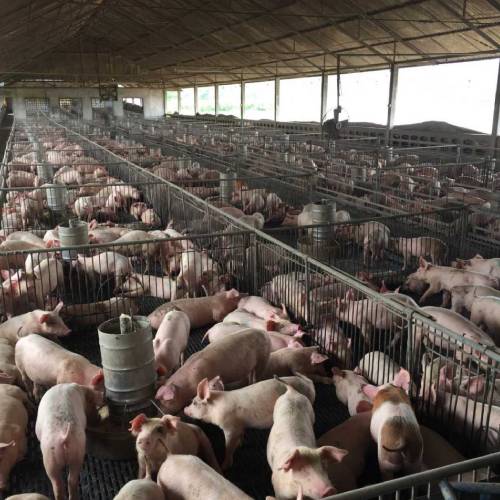 Mammal,farmed animal,Herd,Snout,Human settlement,Event