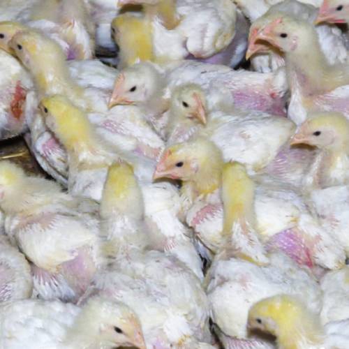 Bird,Ingredient,farmed animal,Dish,Cuisine,Recipe,Beak