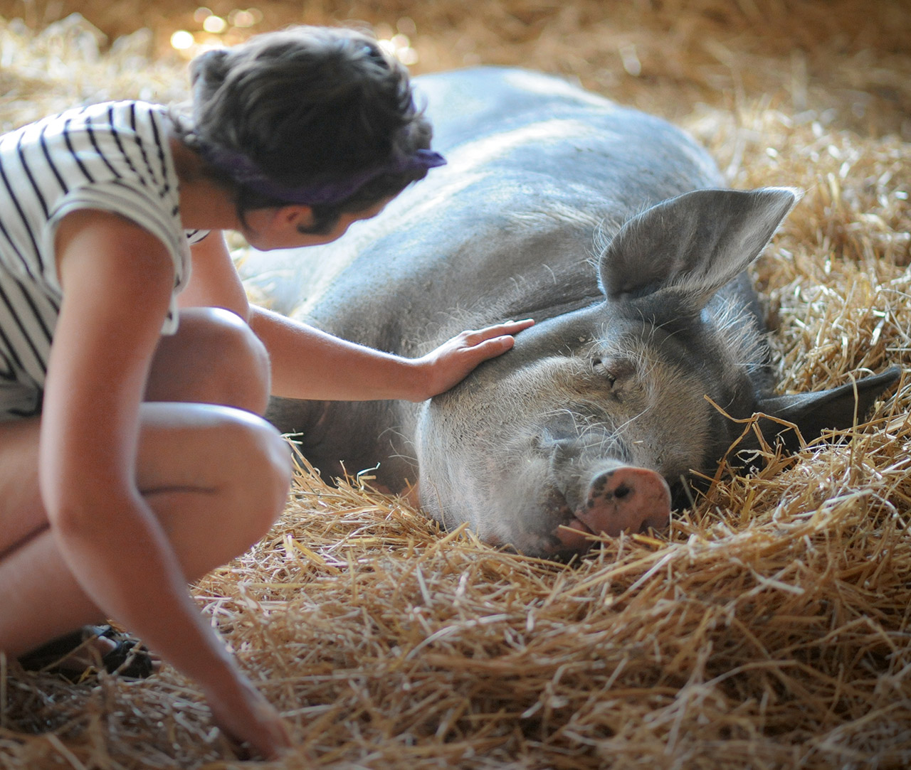 Pig in a sanctuary