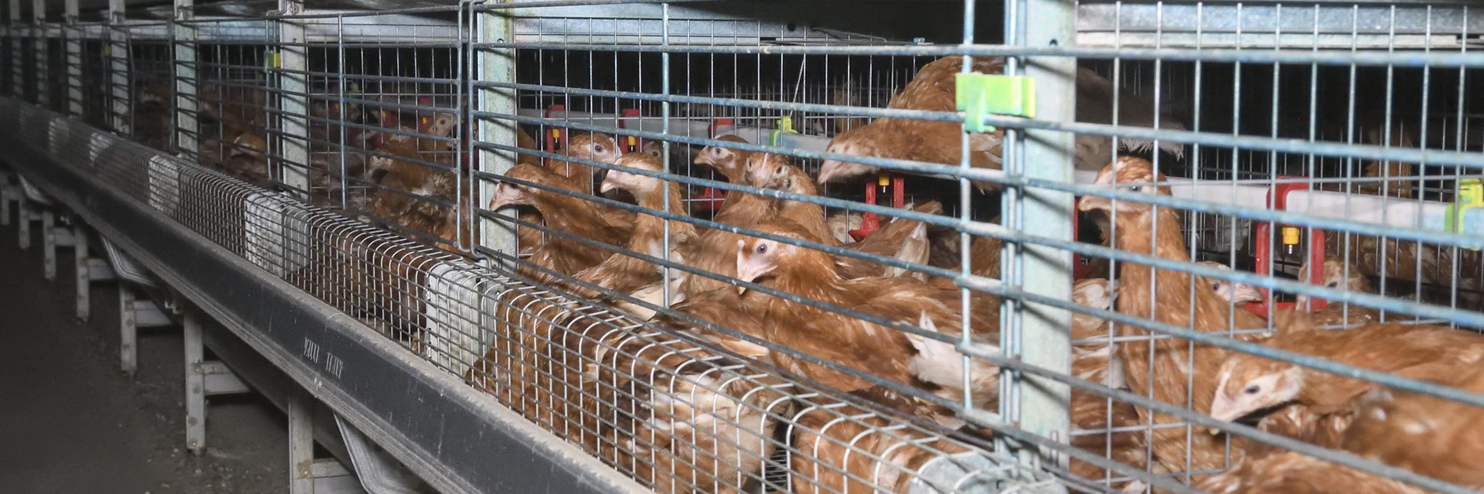 Mammal,Mesh,Line,Cuisine,Cooking,Animal shelter,Snout