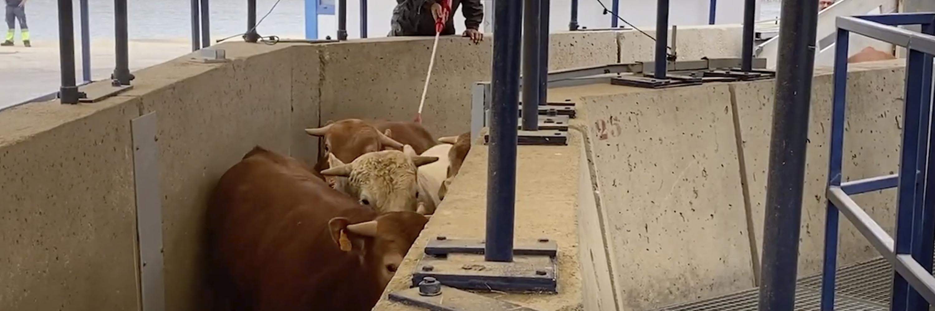 Snout,Dairy cow,Bull,Landscape,Horn,farmed animal