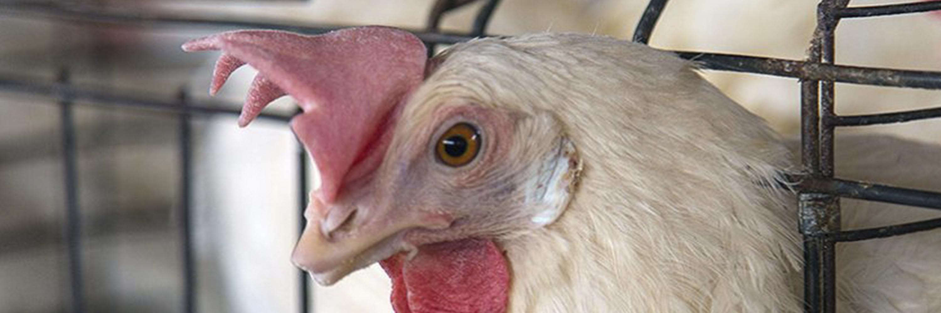 Bird,Chicken,Comb,Beak,Feather,Rooster,Red