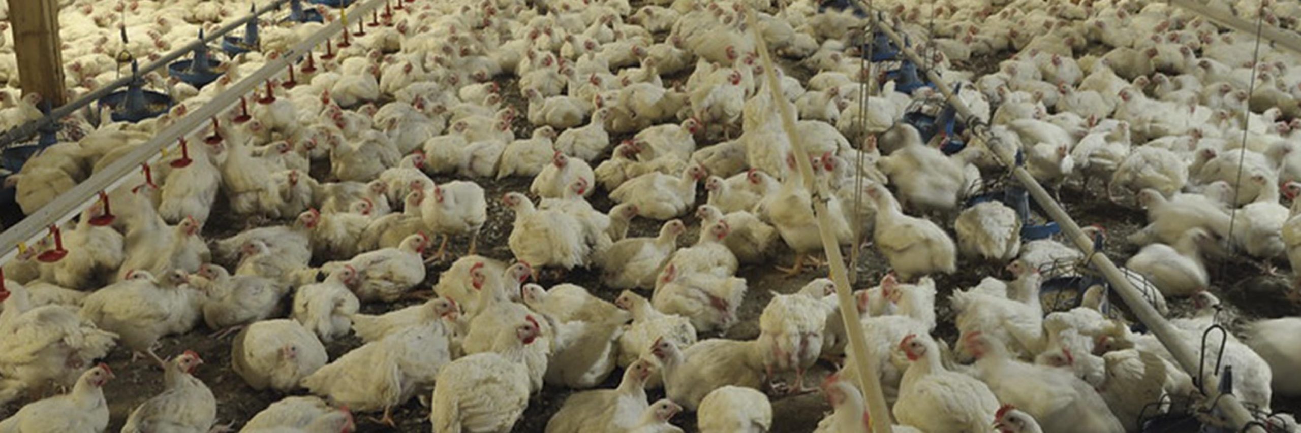 Photograph,Bird,Plant,farmed animal,Dish,Herd,Fowl