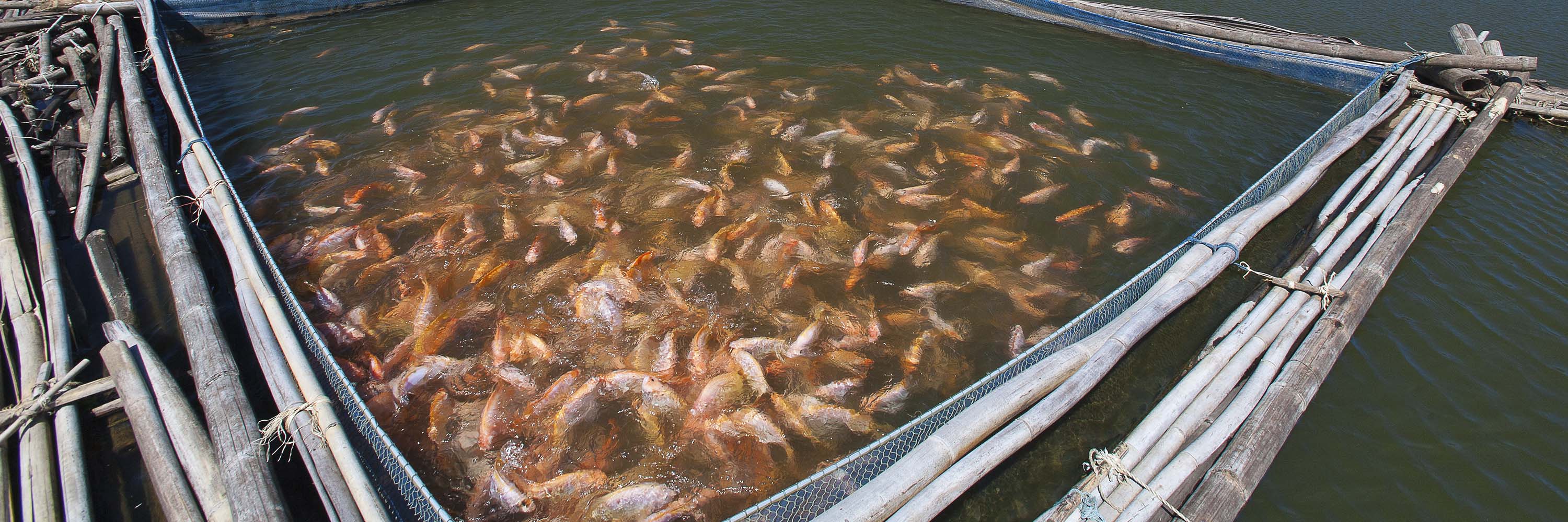 Seafood,Koi,Cuisine,Recipe,Dish,Fish,Fish products