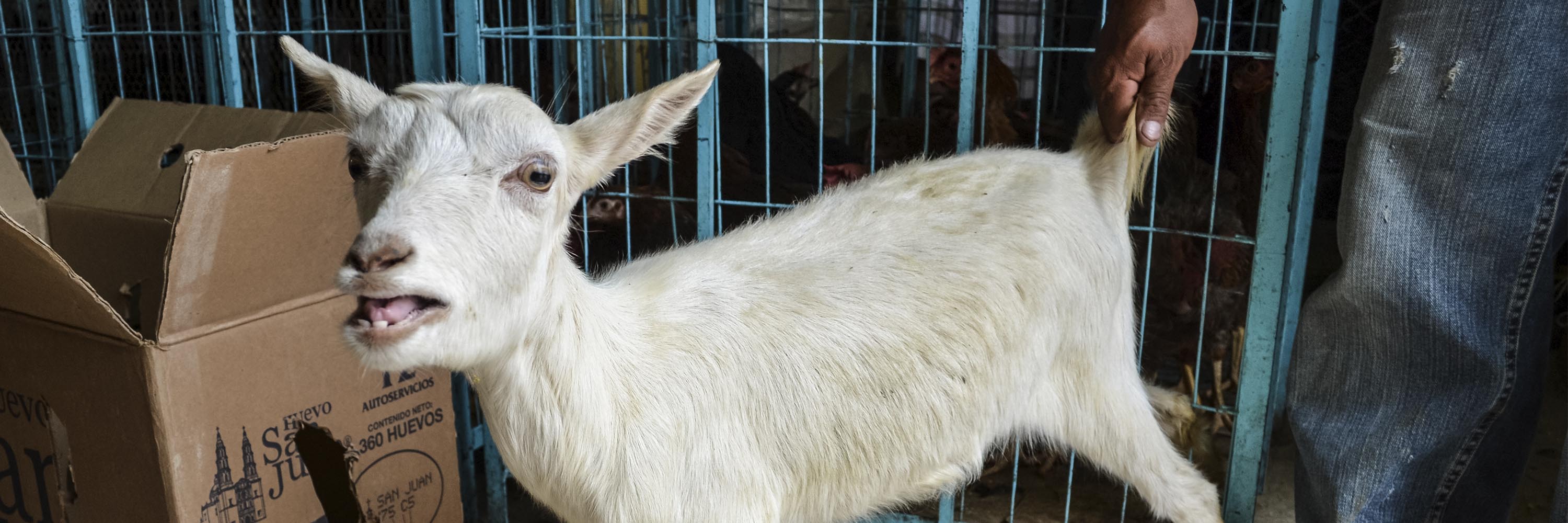 Goat,Mammal,Sheep,Goat-antelope,Snout,Fence