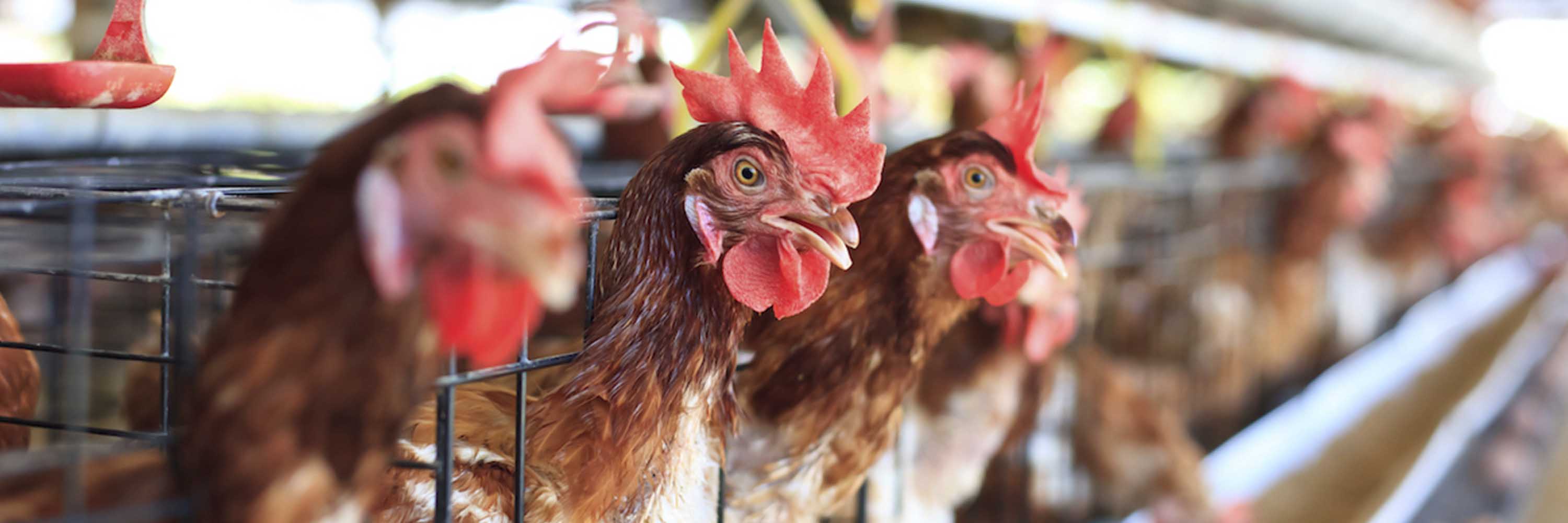 Hens in cages