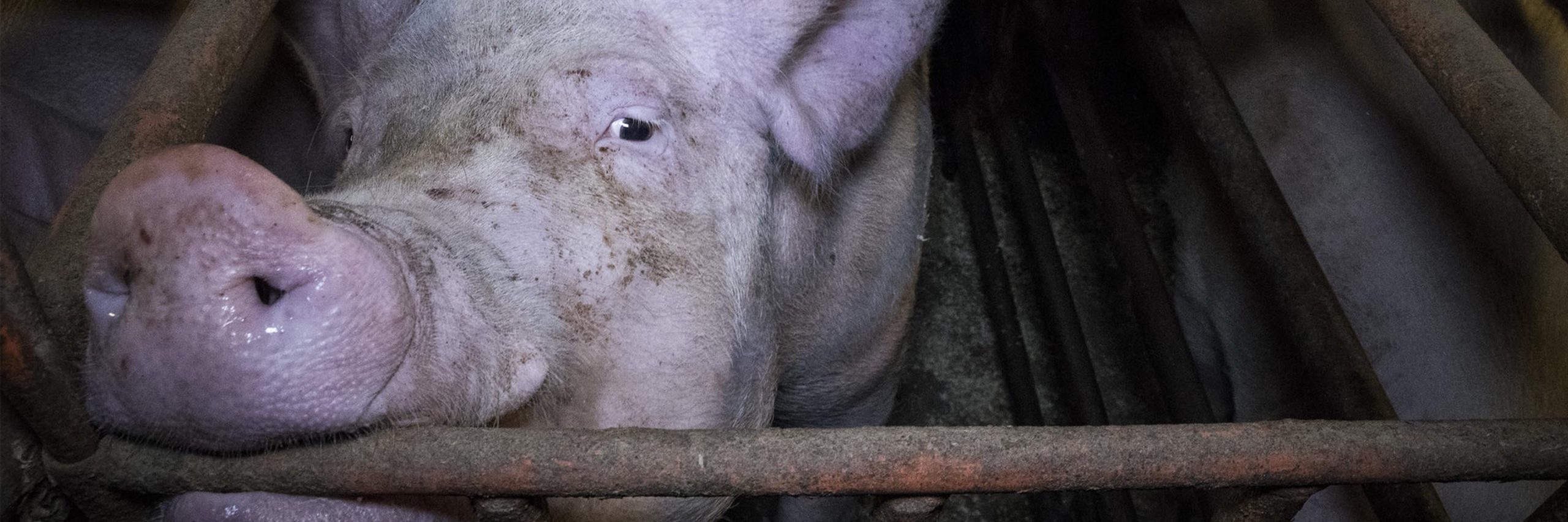 Wrinkle,Snout,farmed animal,Domestic pig,Wildlife,Grass