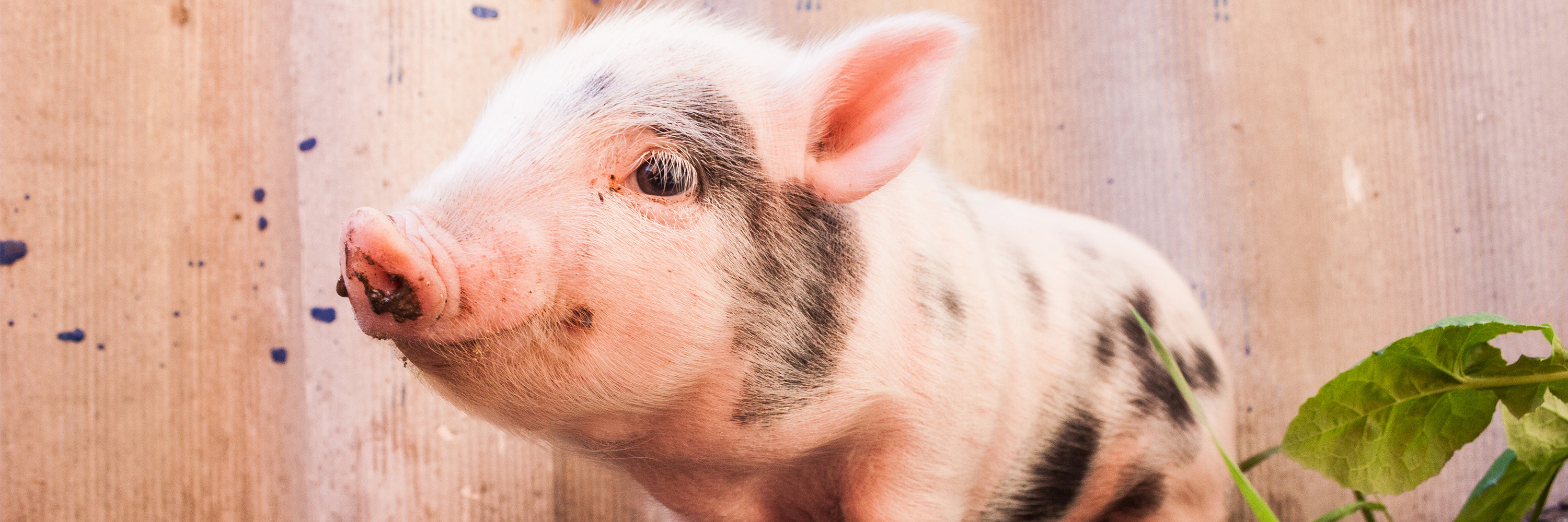 happy pig