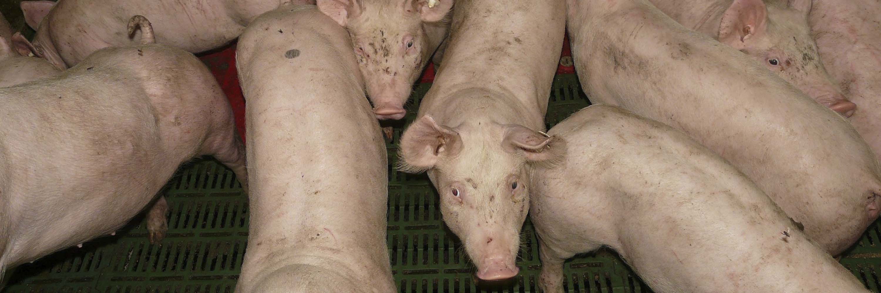 Mammal,Snout,farmed animal,Vegetable