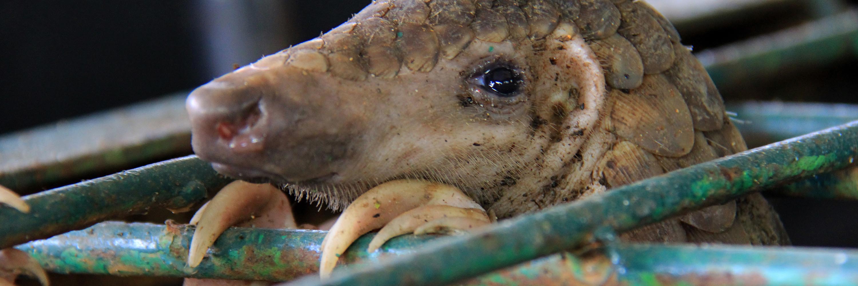Head,Human body,Jaw,octopus,Snout