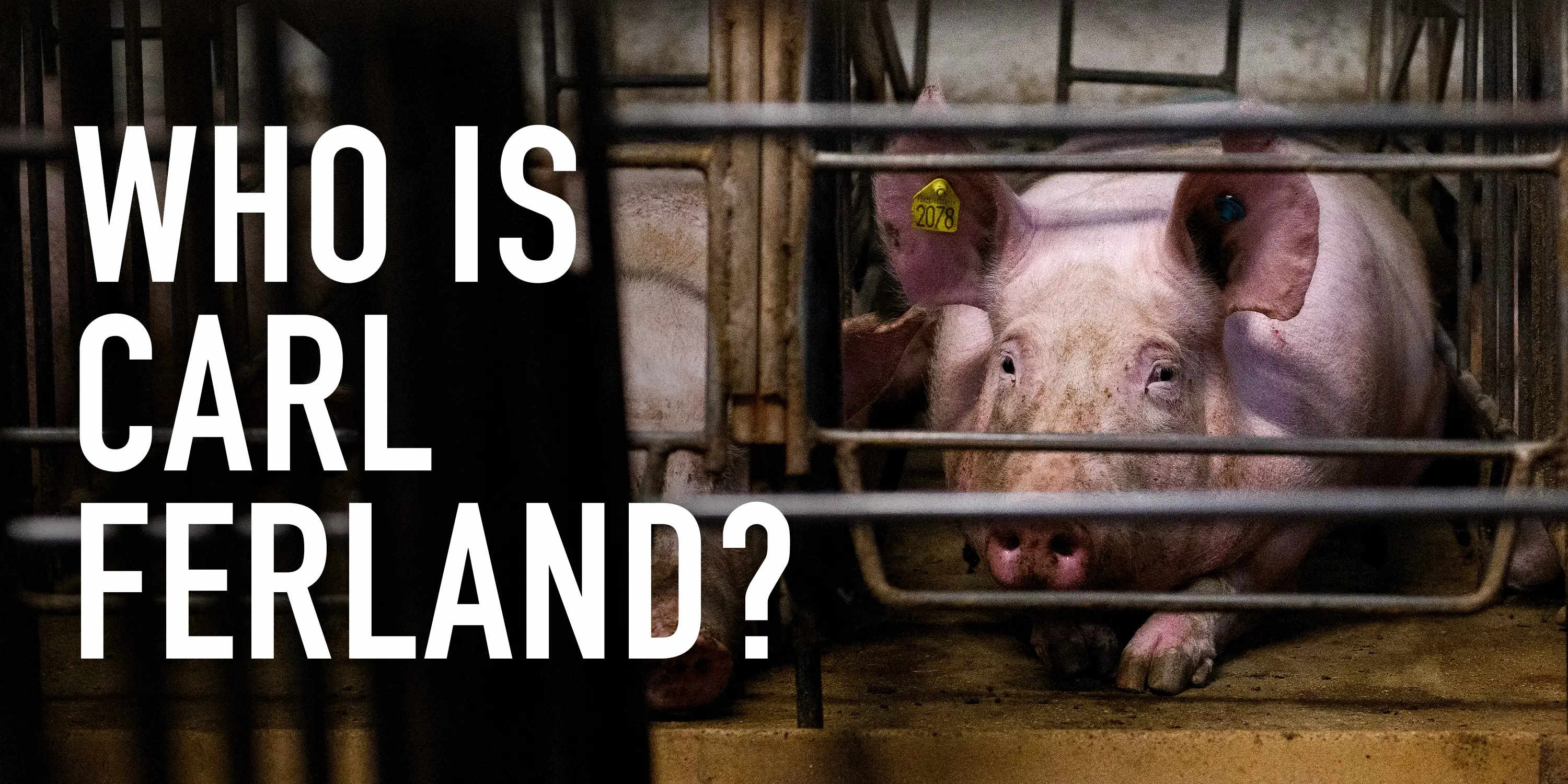 Pig in a cage looking out with sad expression next to the question Who is Carl Ferland?