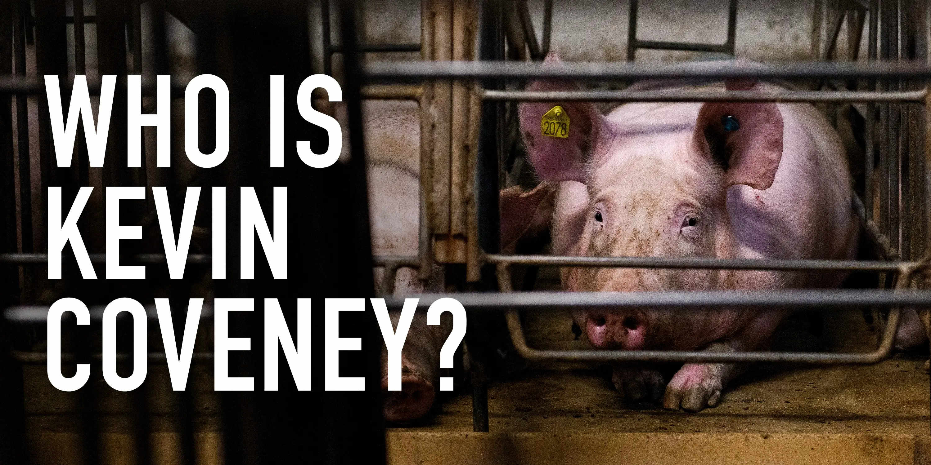 Pig in a cage looking out with sad expression next to the question Who is Kevin Coveney?