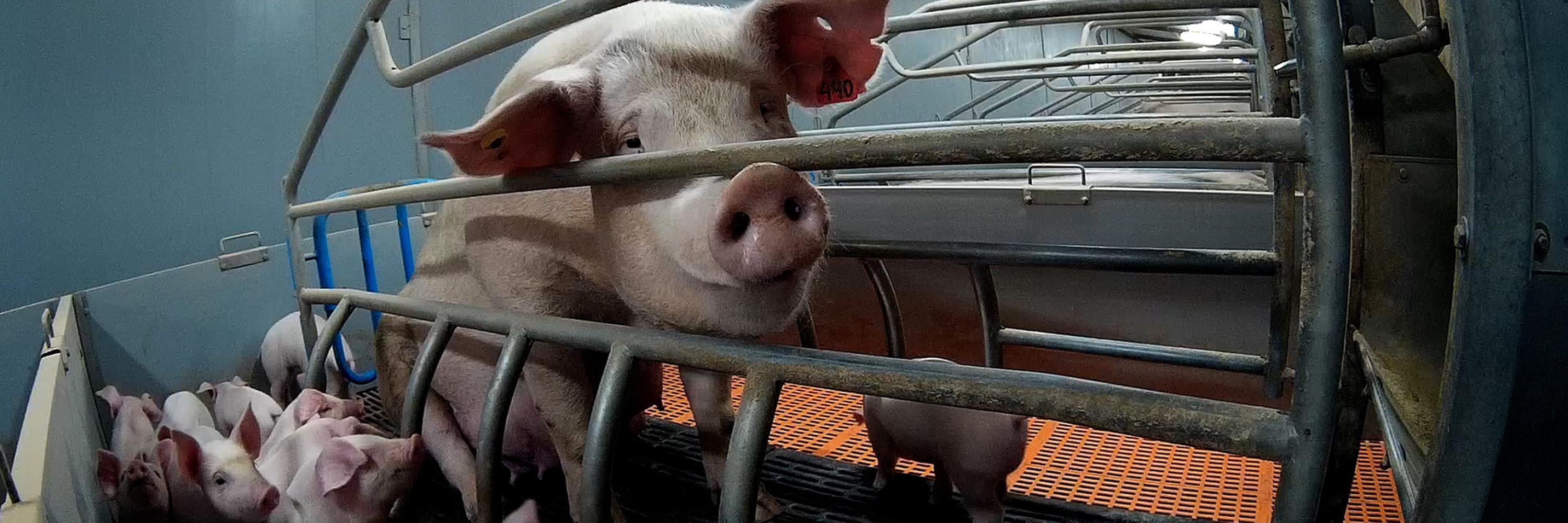 Mammal,Line,farmed animal,Snout,Domestic pig,Metal