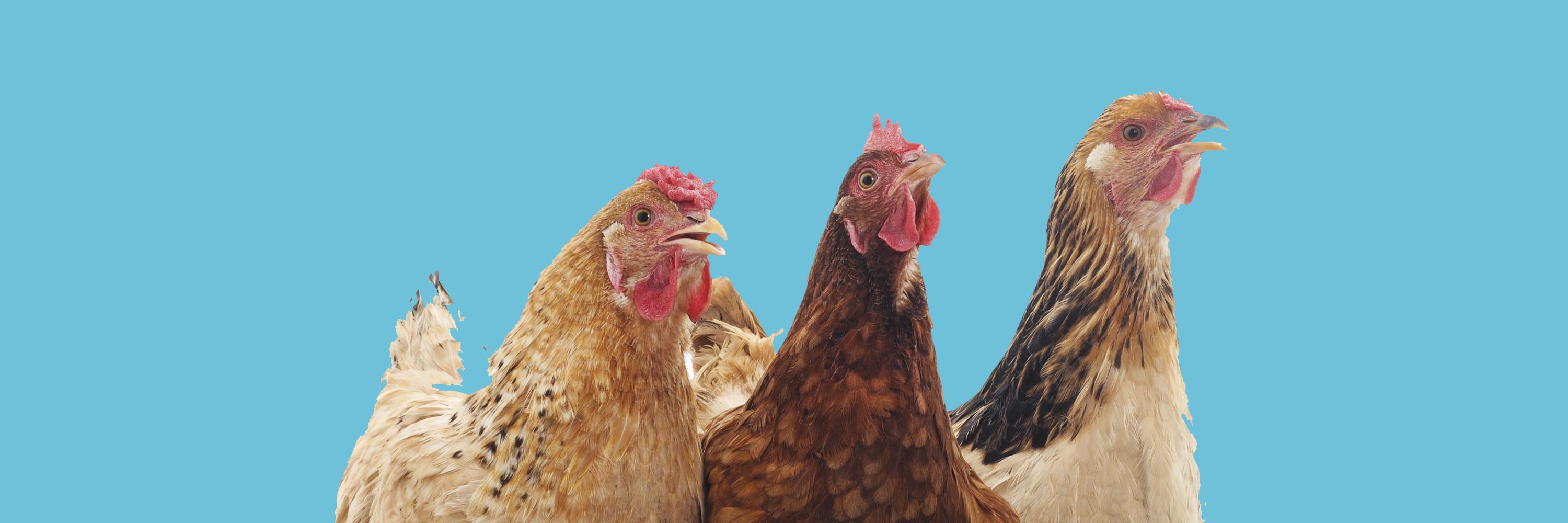Bird,Photograph,Chicken,Comb,Beak