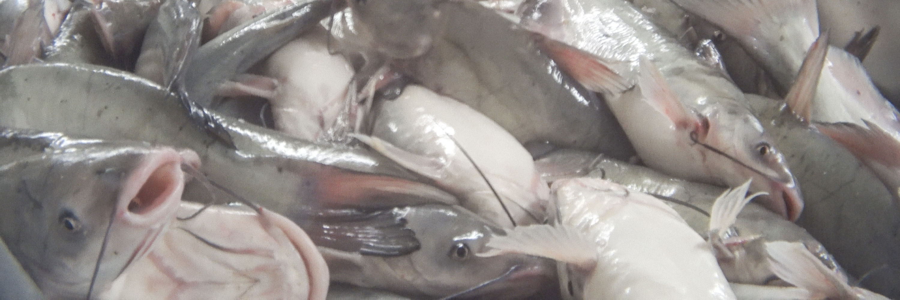 Food,Fish,Cuisine,Fish products,Seafood,Ingredient,Dish