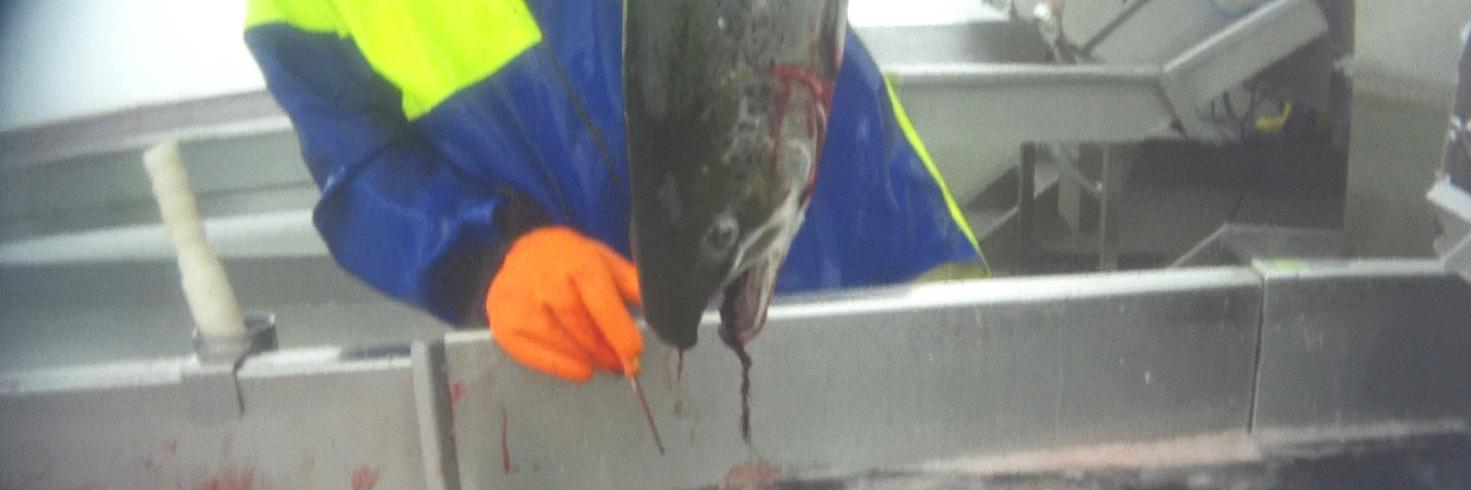 Fish slaughterhouse