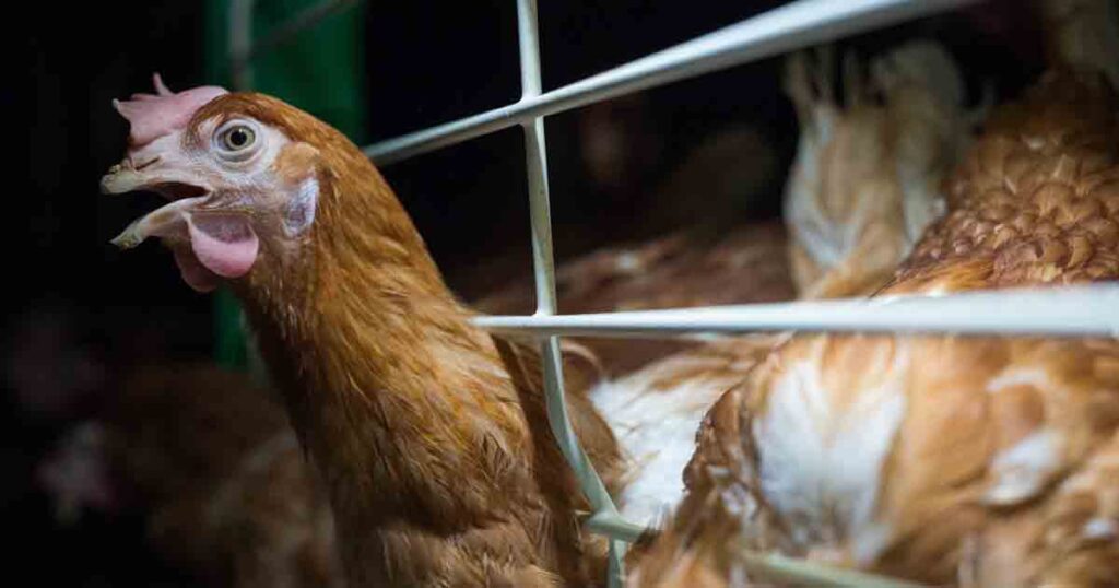 Hen sticking her head out from the bars of a cage
