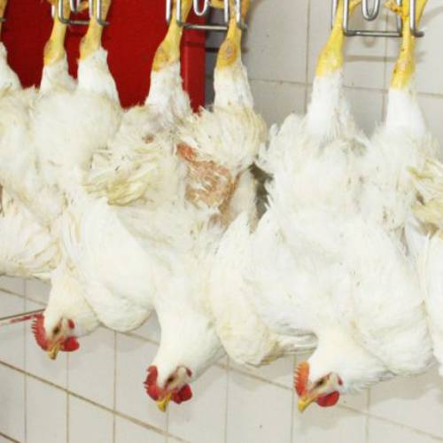 White,Dress,Red,Flooring,Event,Beak,Foot