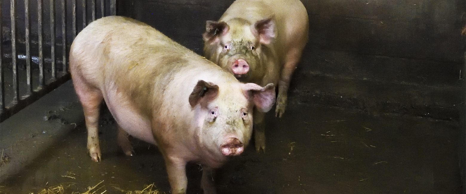 Mammal,Pink,Snout,farmed animal