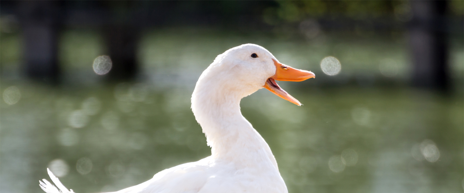 Water,Bird,Beak,Feather,Ducks, geese and swans,Waterfowl