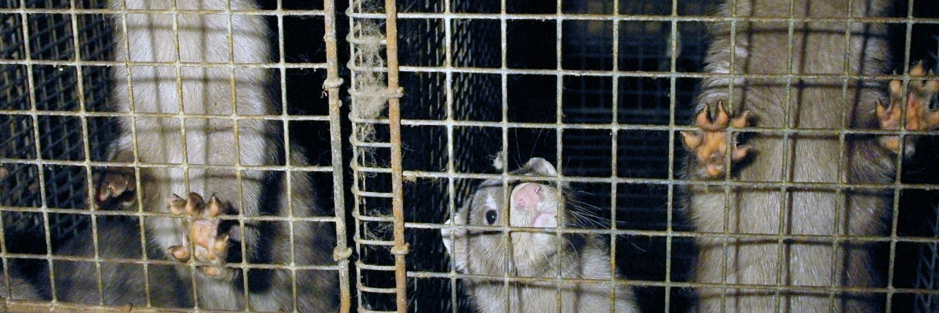 Rabbit,Mesh,Rodent,Fence,Wire fencing,Felidae,Whiskers