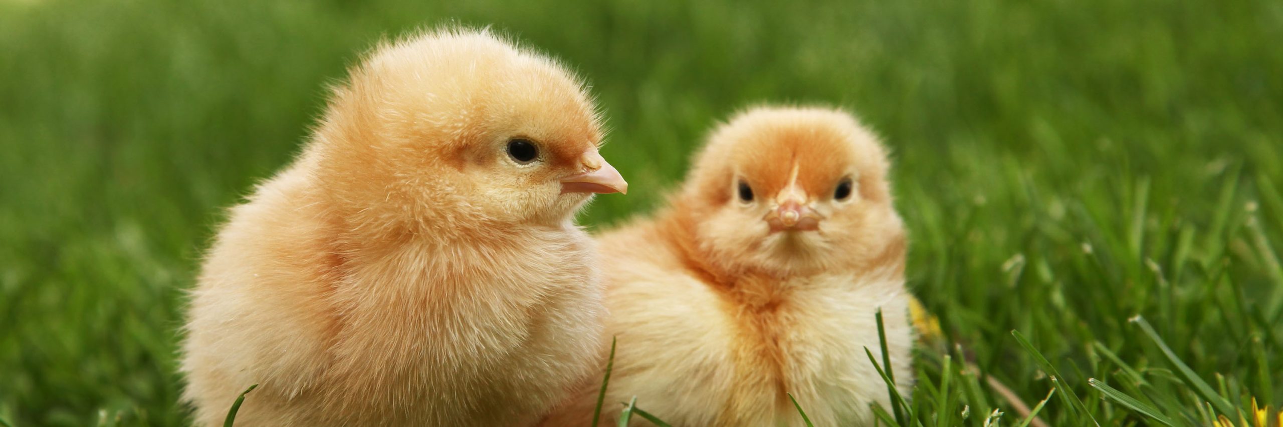 Bird,Beak,Plant,Chicken,Grass,farmed animal
