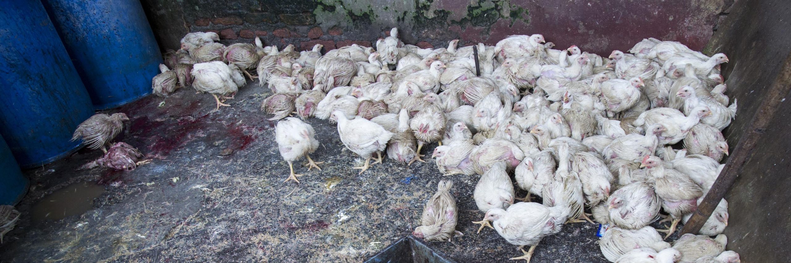Bird,Chicken,Beak,Fowl,farmed animal,Comb