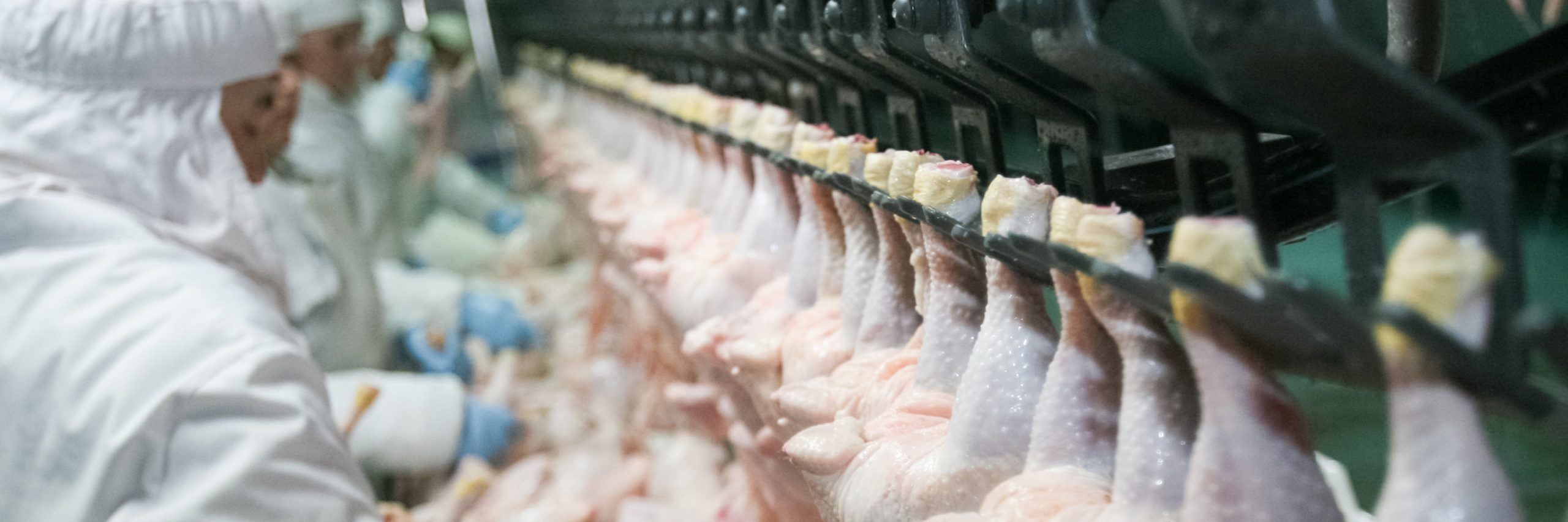 Jaw,Line,Animal product,Ingredient,Food,Feather,Cuisine