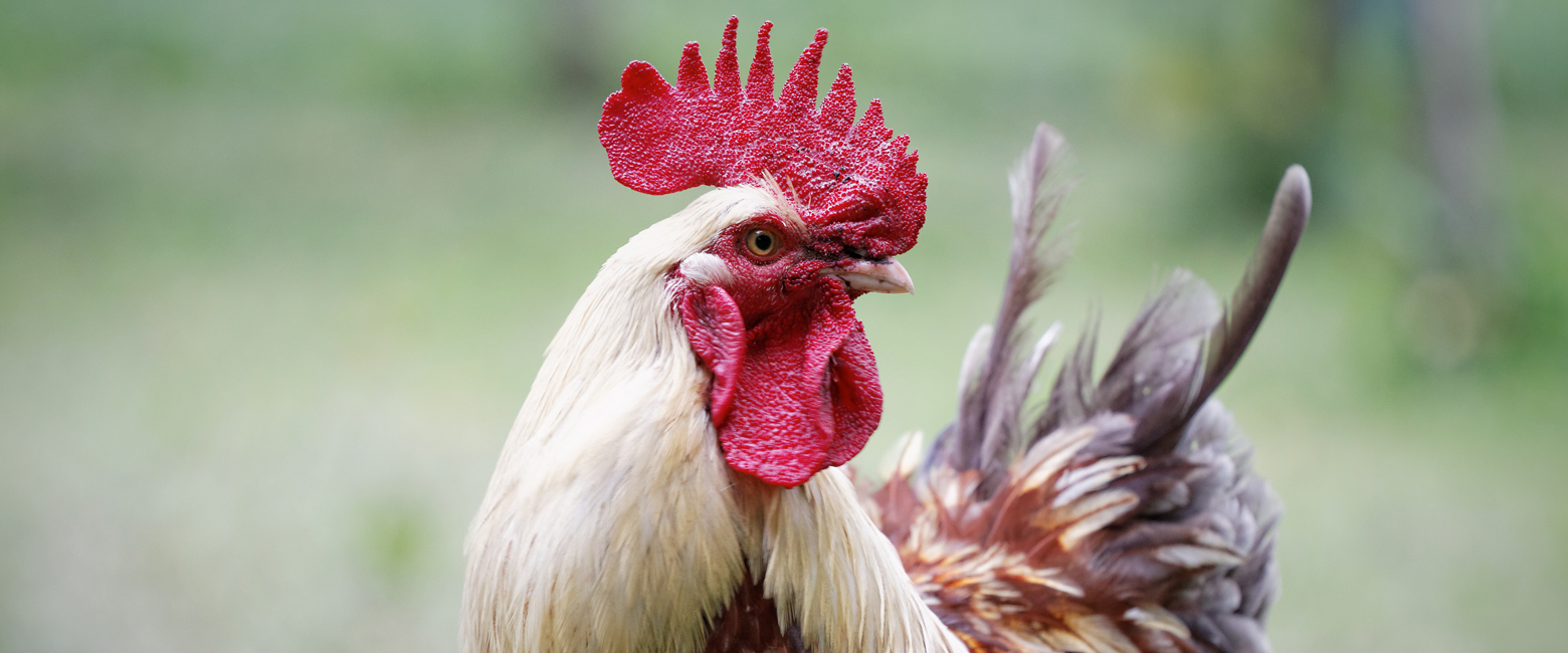 Bird,Plant,Comb,Beak,Chicken