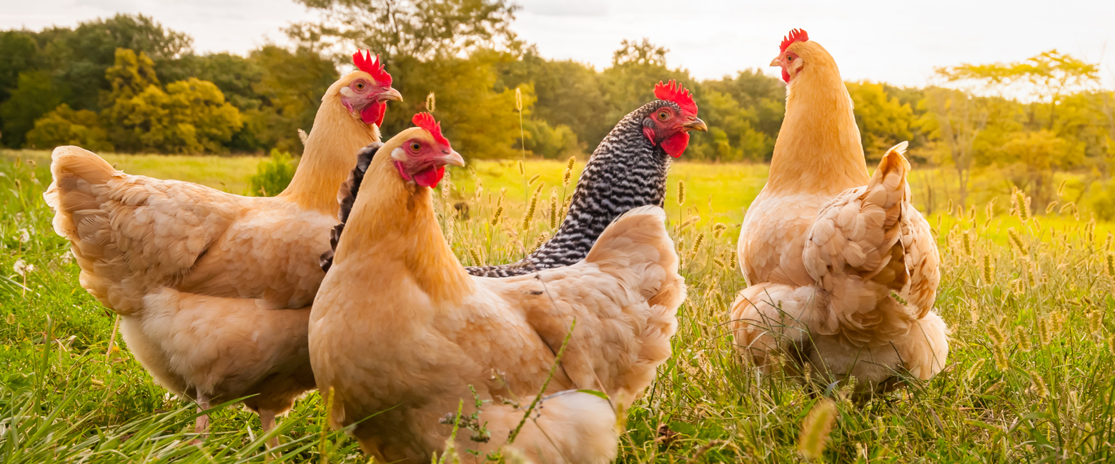 Bird,Sky,Ecoregion,Green,Nature,Chicken,Comb