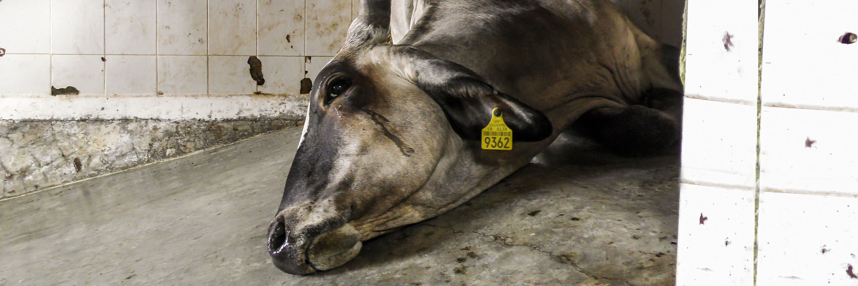 Crying cow on the floor