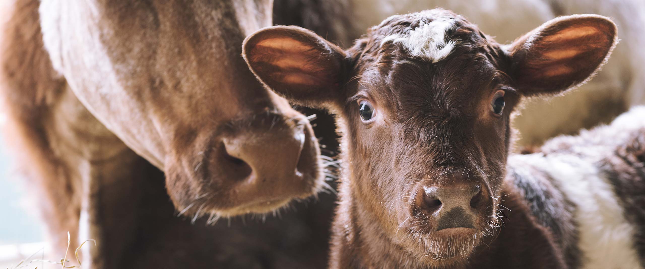 Snout,farmed animal,Landscape,Horn,Close-up
