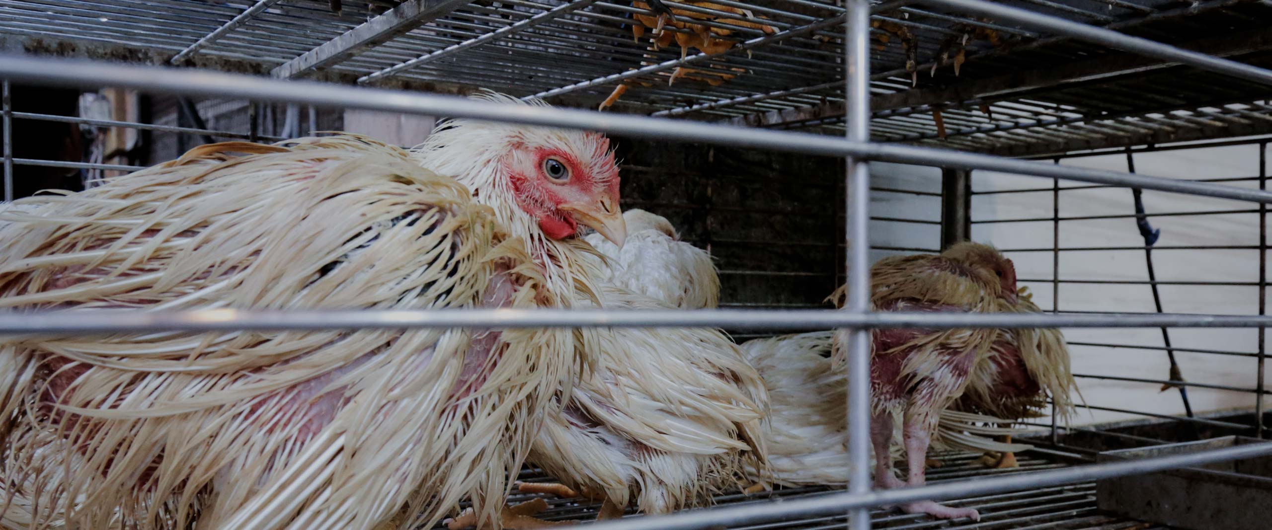 Bird,Chicken,Beak,Comb,Feather,Mesh