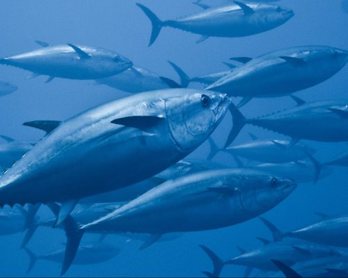 Tuna underwater