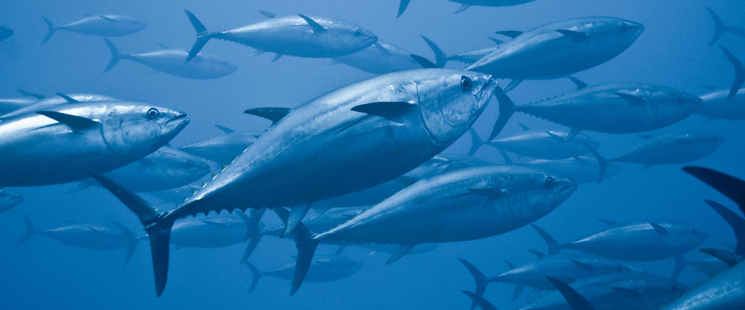 Water,Liquid,Azure,Fin,Fish,Aqua