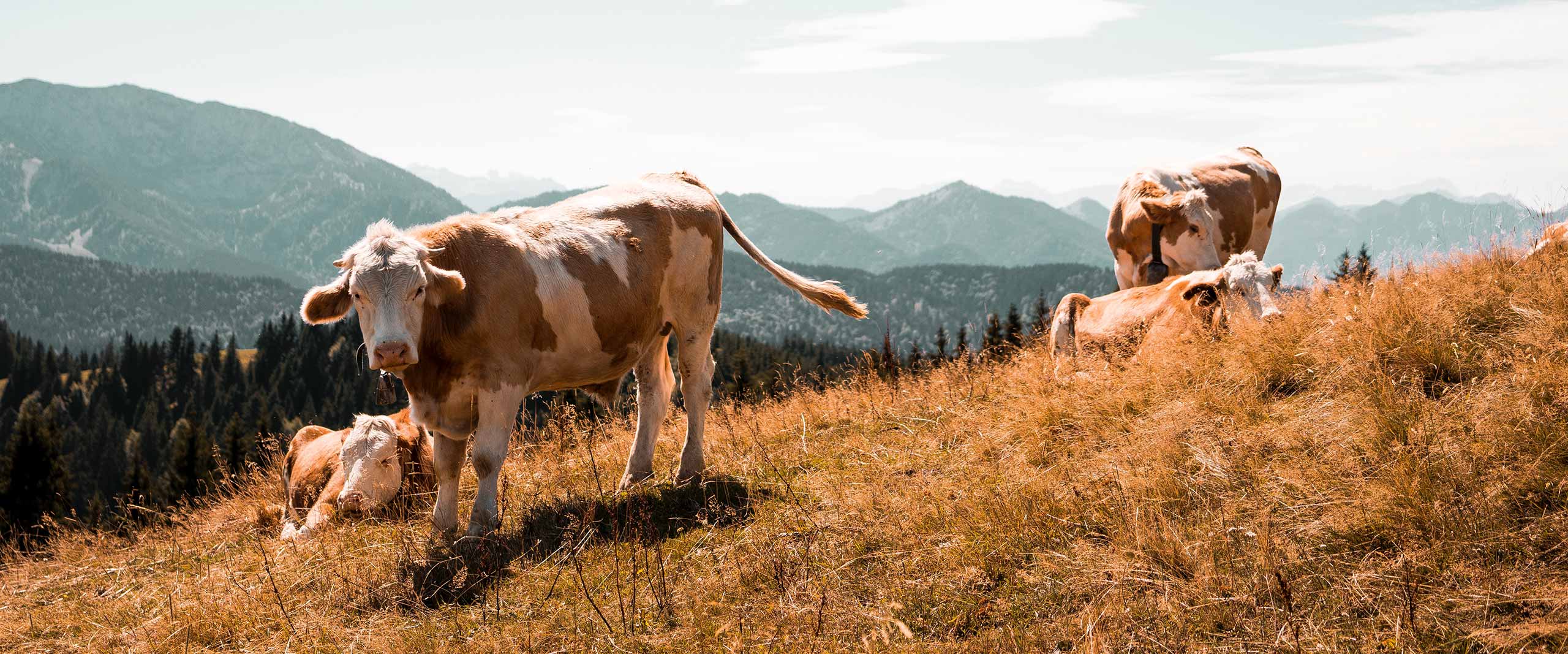 Sky,Plant,Ecoregion,Mountain,Mammal,Natural landscape,Grass
