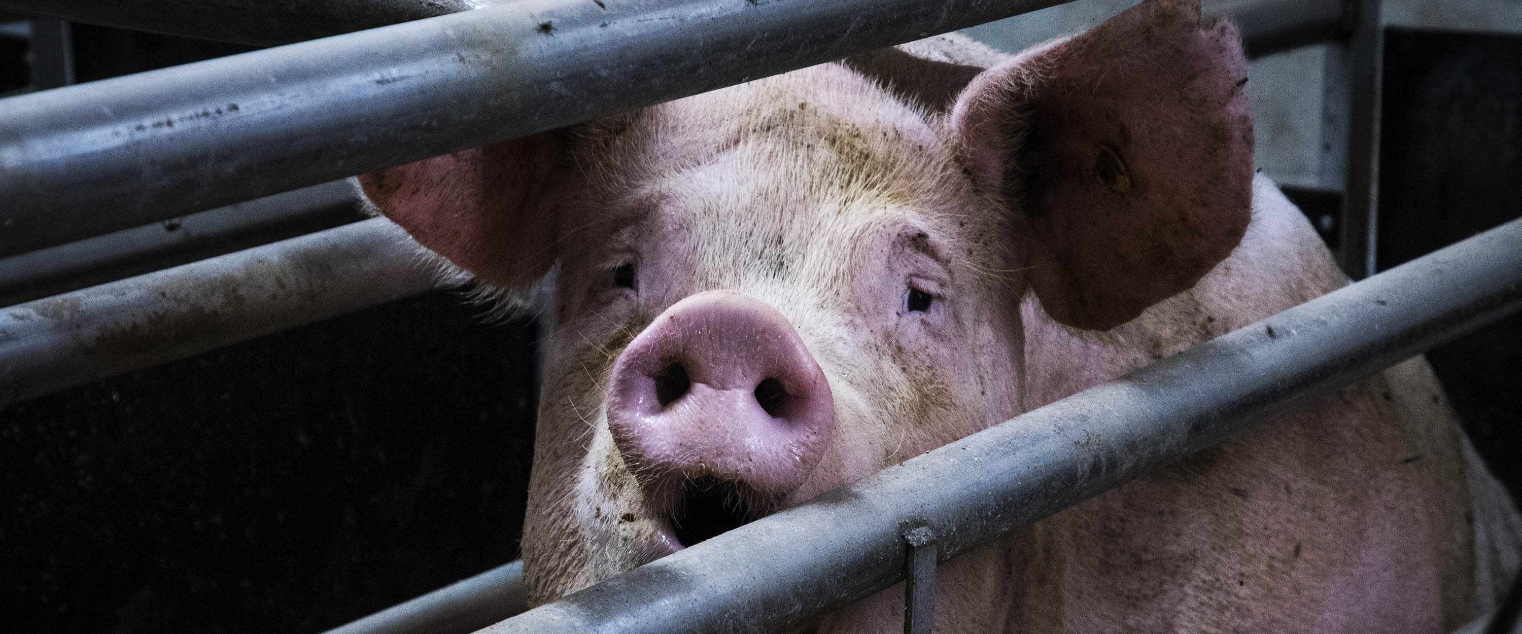 Mammal,Pink,Line,Snout,Domestic pig