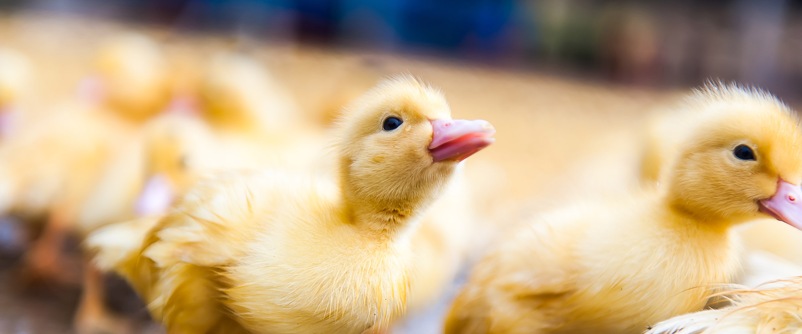 Ducklings